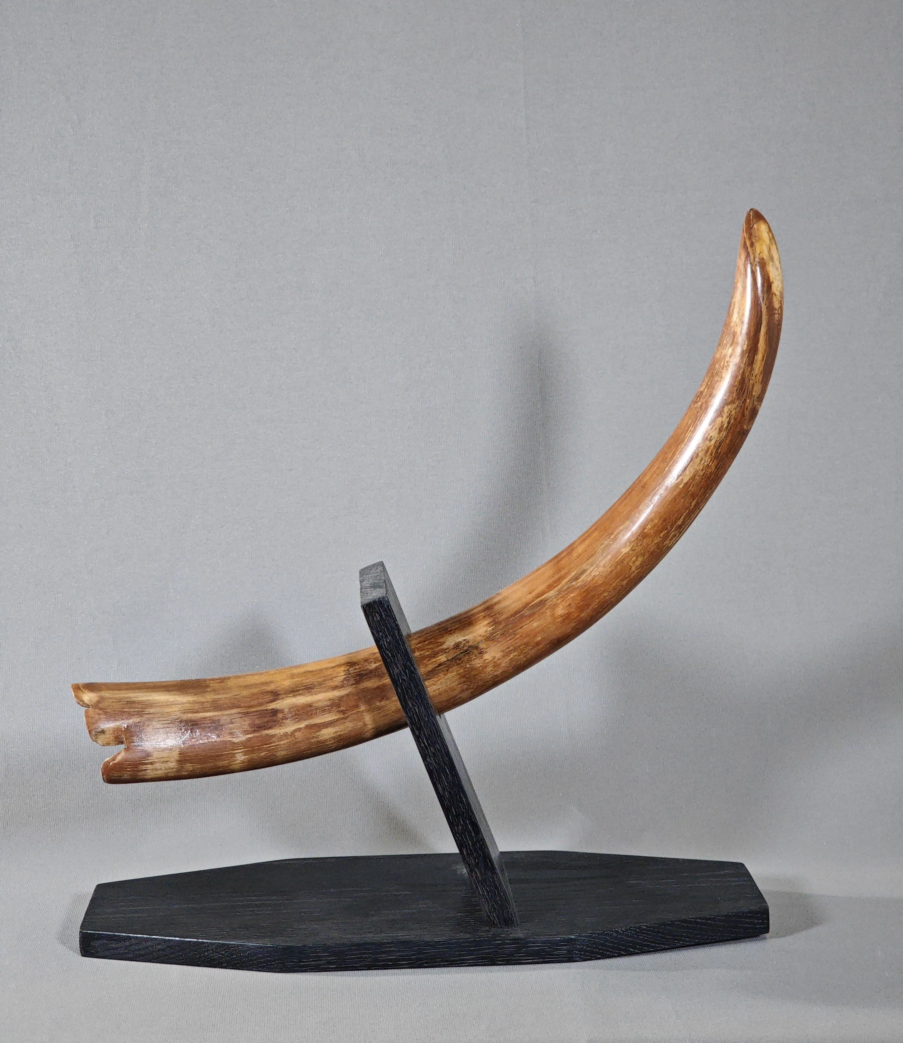 Woolly Mammoth Tusk - 29" - Image 3