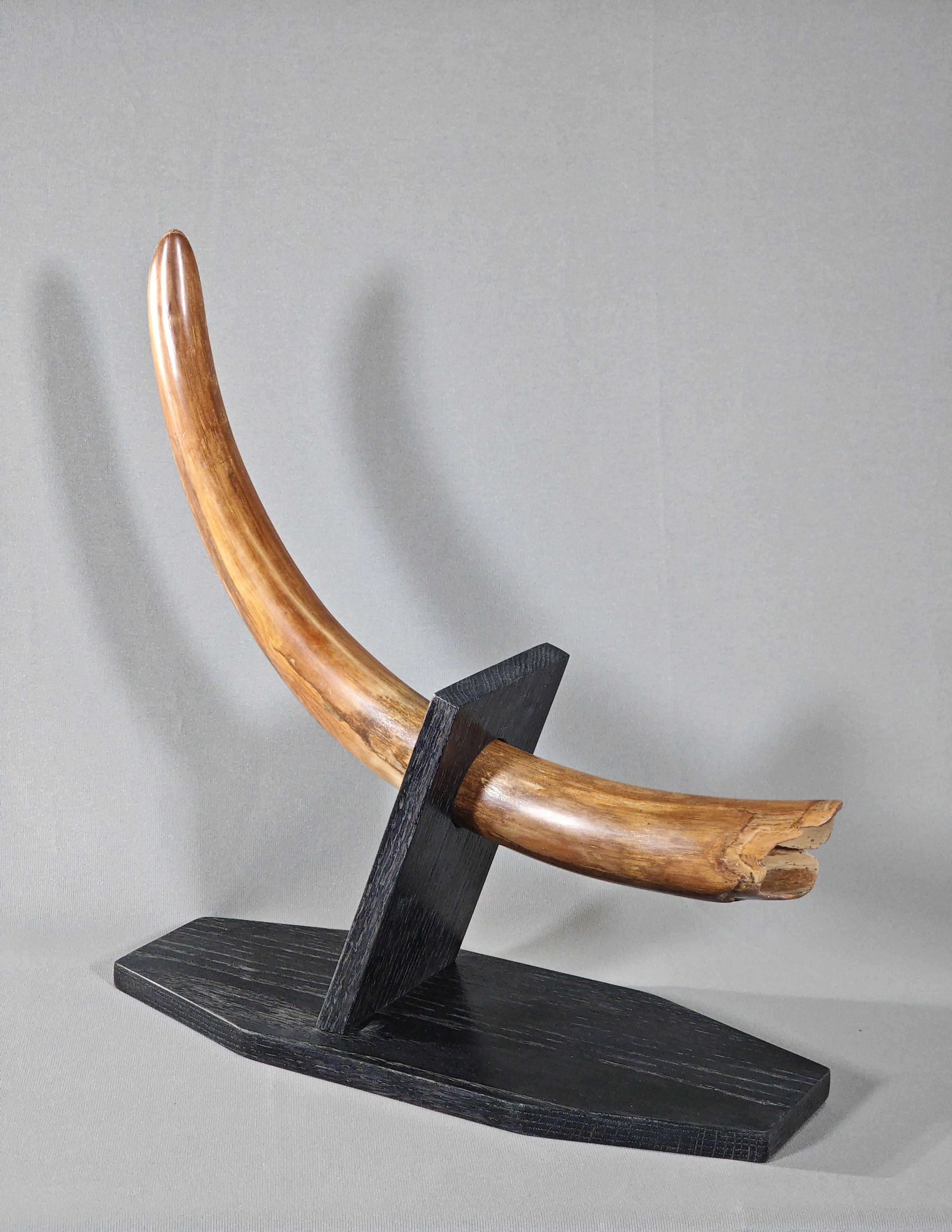 Woolly Mammoth Tusk - 29" - Image 4