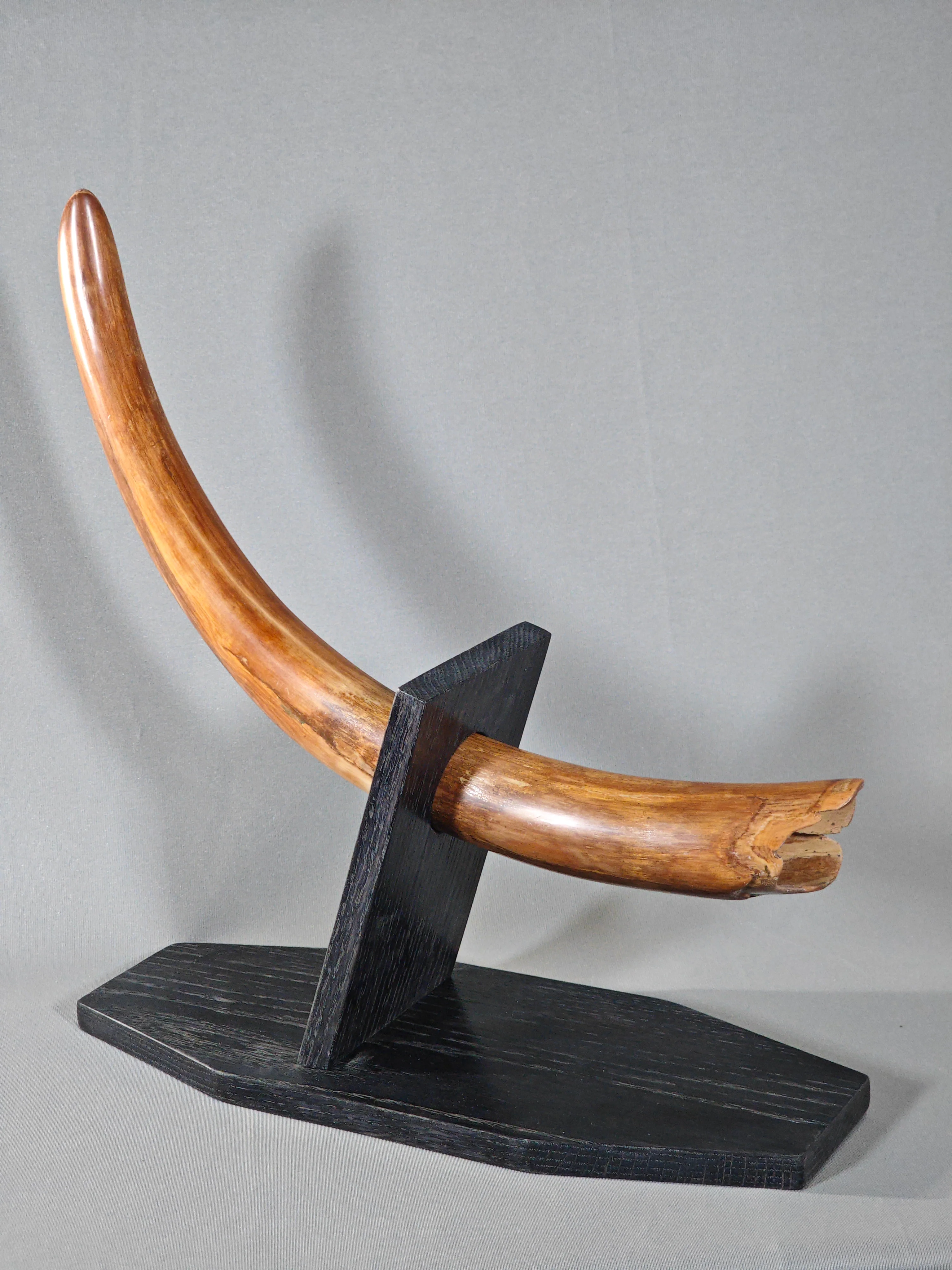 Woolly Mammoth Tusk - 29" - Image 5
