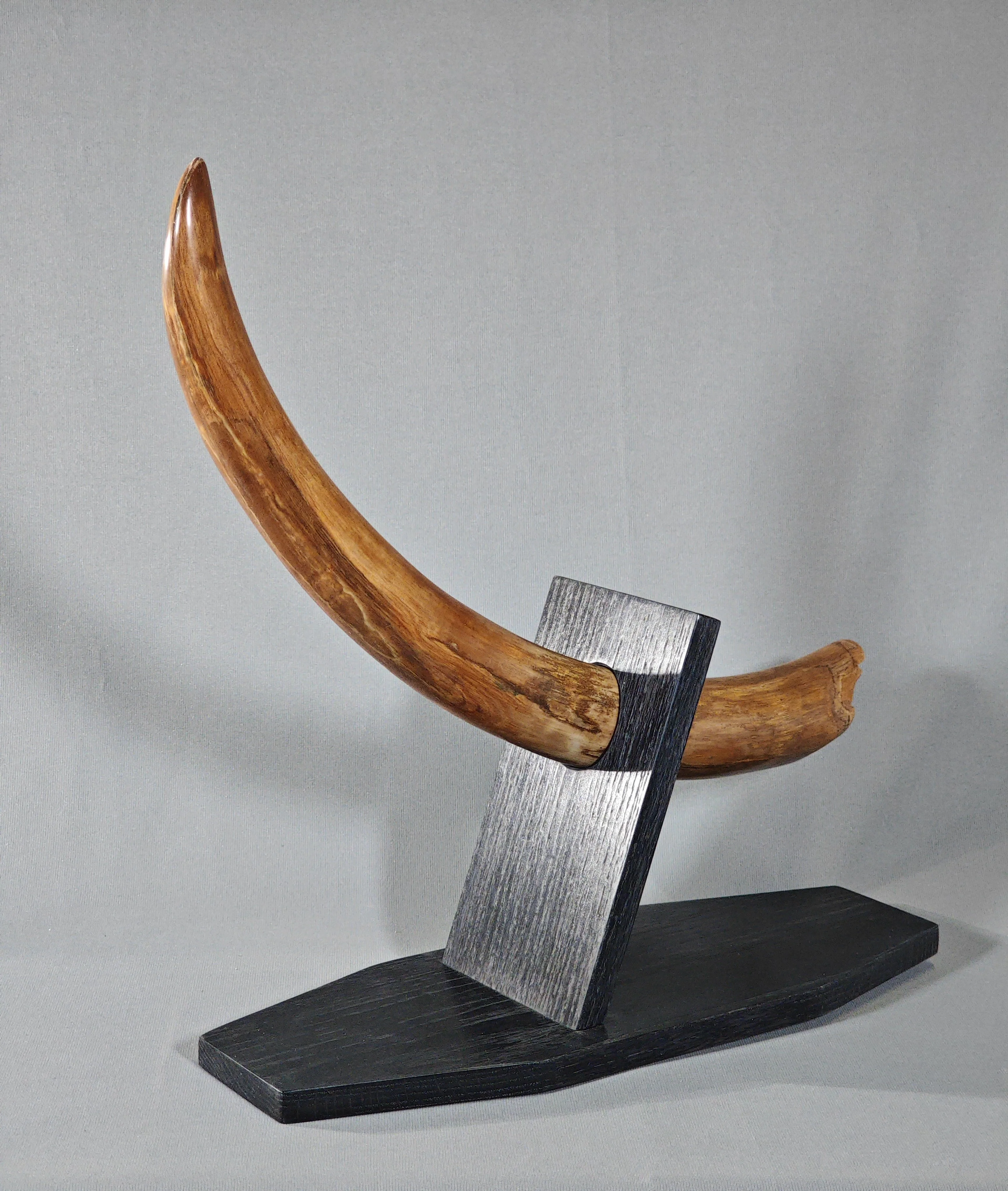 Woolly Mammoth Tusk - 29" - Image 8