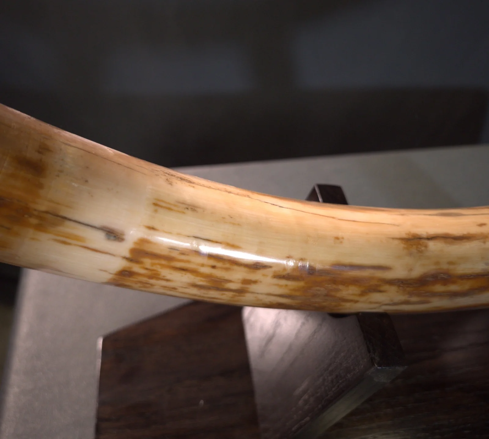Woolly Mammoth Tusk - 31.5” - Image 2
