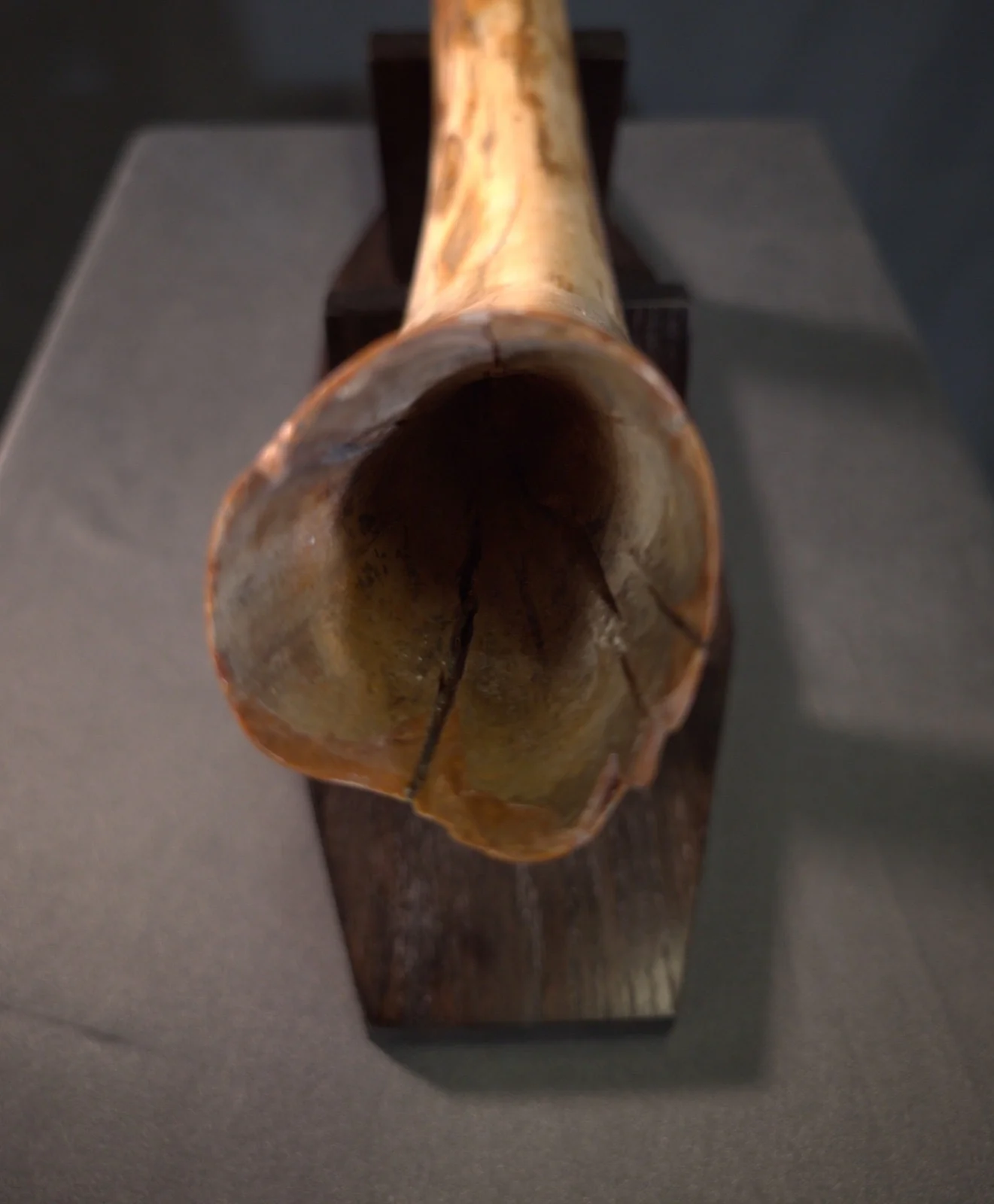 Woolly Mammoth Tusk - 31.5” - Image 3