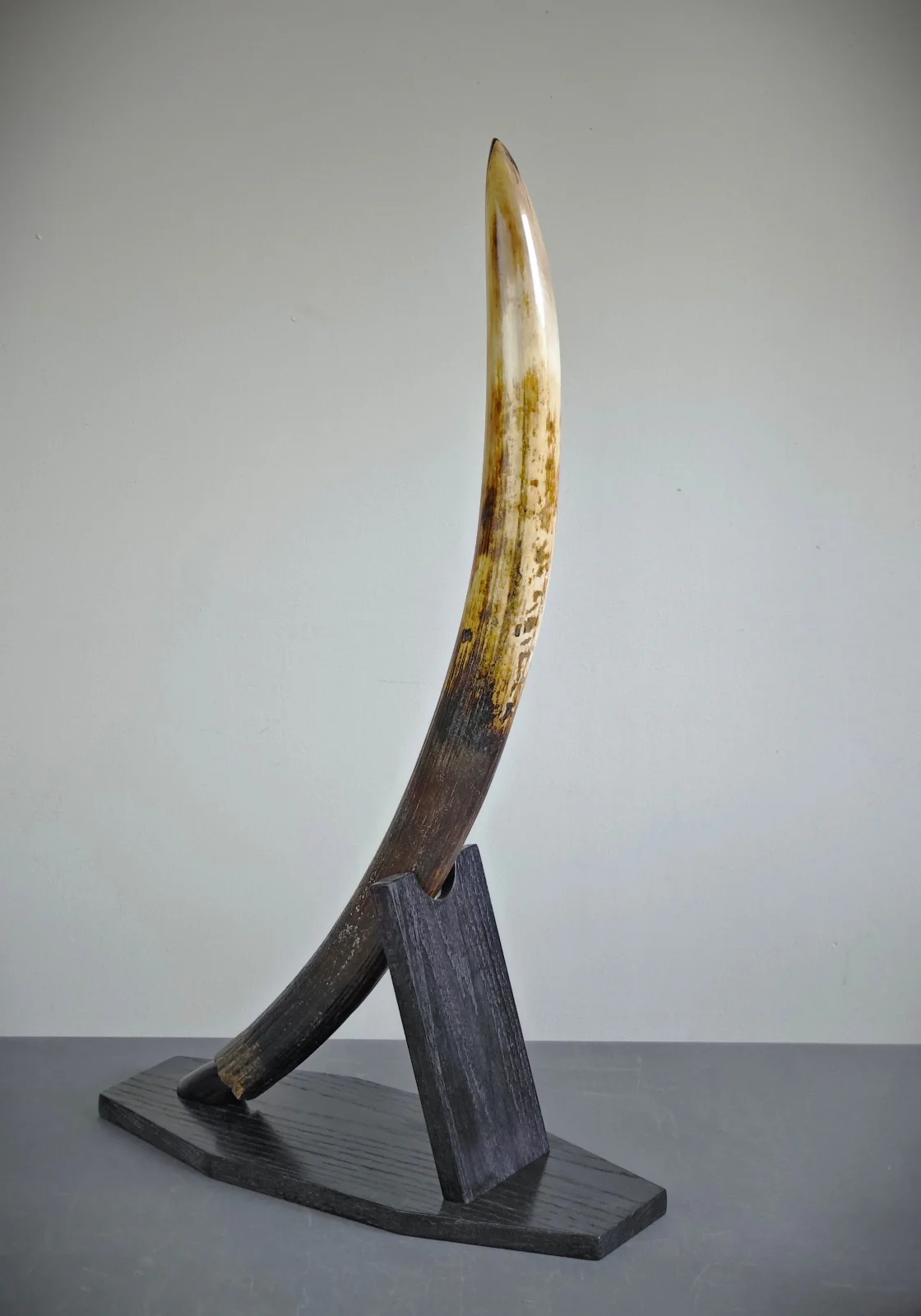 Woolly Mammoth Tusk - 32.5" - Image 5