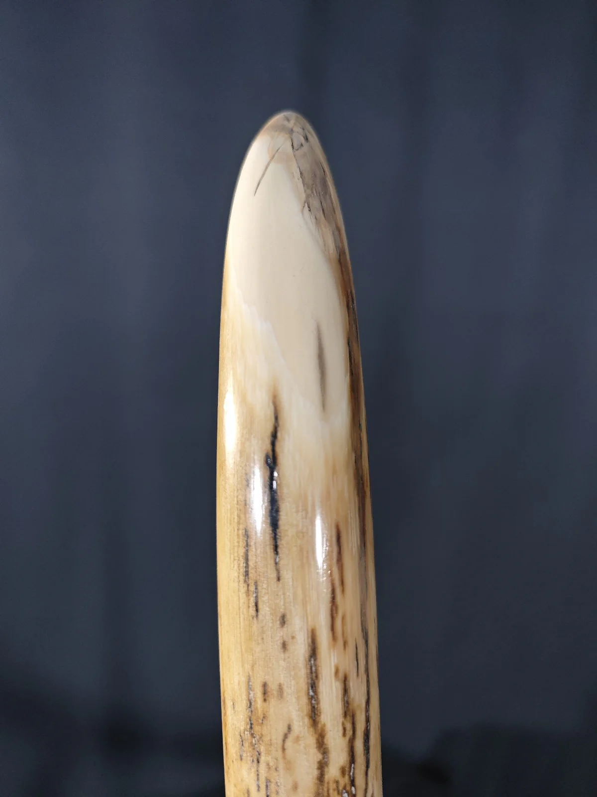 Woolly Mammoth Tusk - 44.5" - Image 8