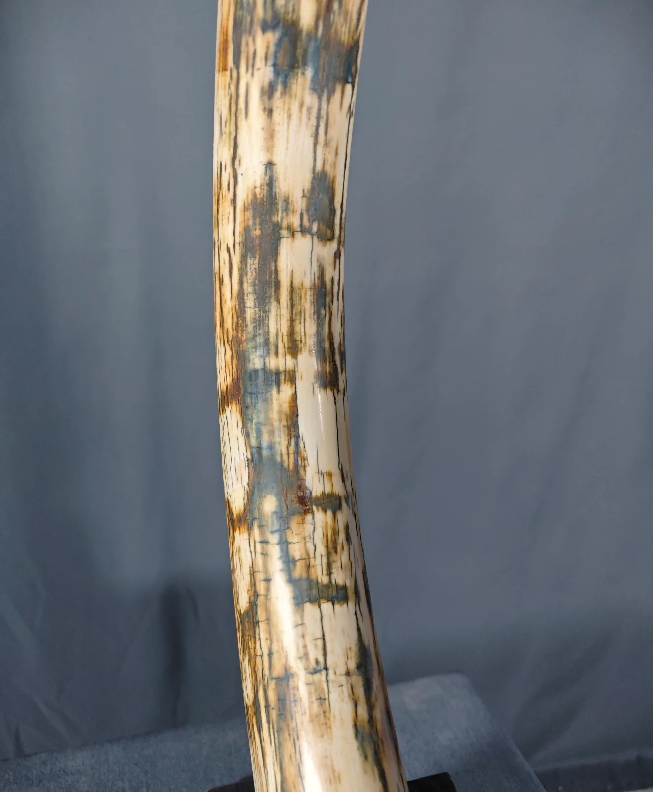 Woolly Mammoth Tusk - 48" ON HOLD - Image 10