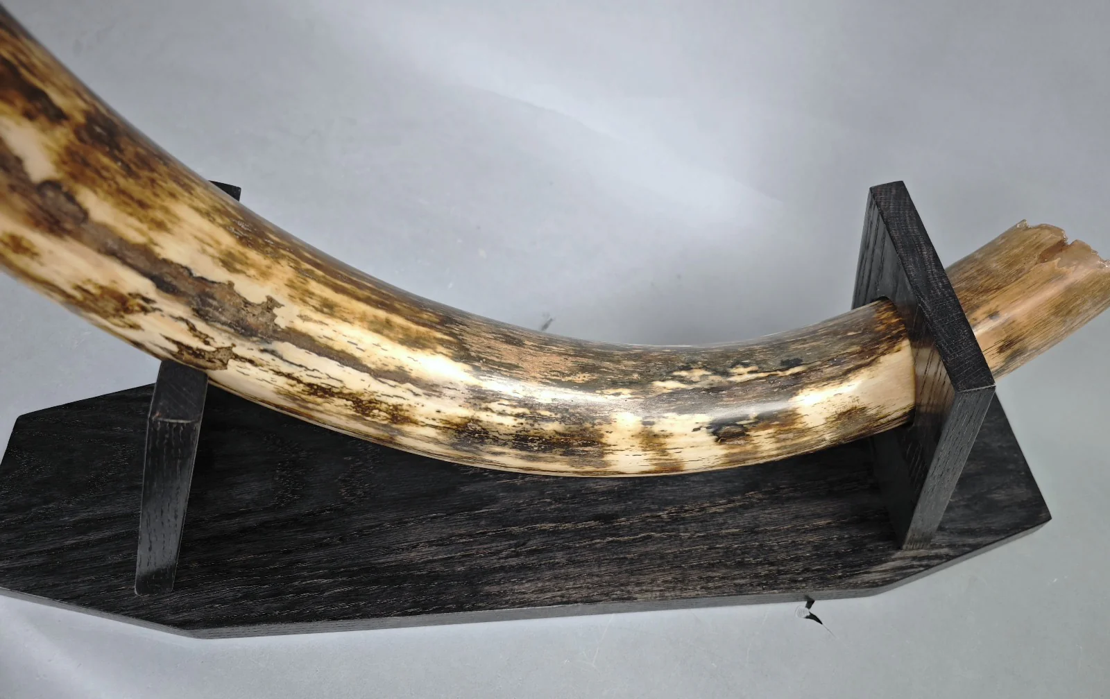 Woolly Mammoth Tusk - 67" - Image 13