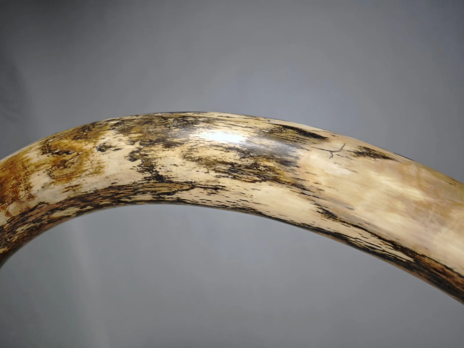 Woolly Mammoth Tusk - 67" - Image 8