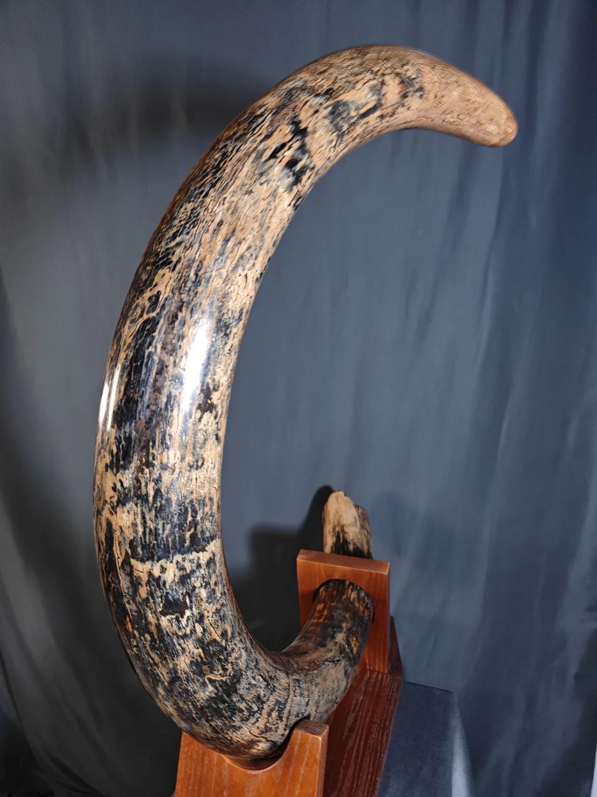 Woolly Mammoth Tusk - 8' long - Image 6